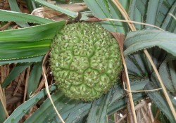 phuket-02