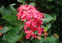 phuket-06