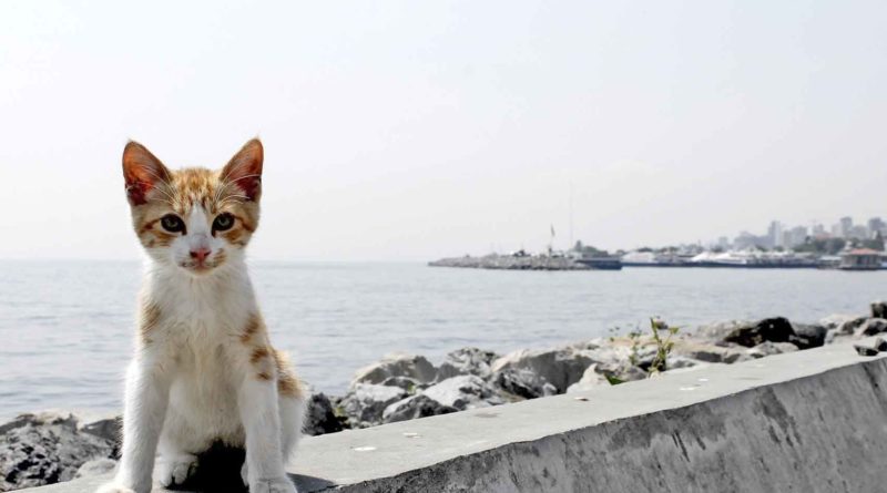 Коты в Турции